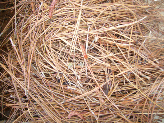 pinestraw mulch